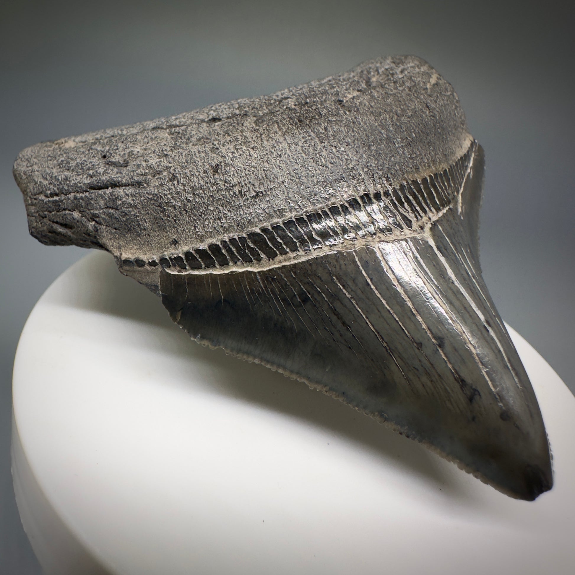 Colorful, serrated 2.60" Fossil Megalodon Shark Tooth from South Carolina CM5236 - Front Left