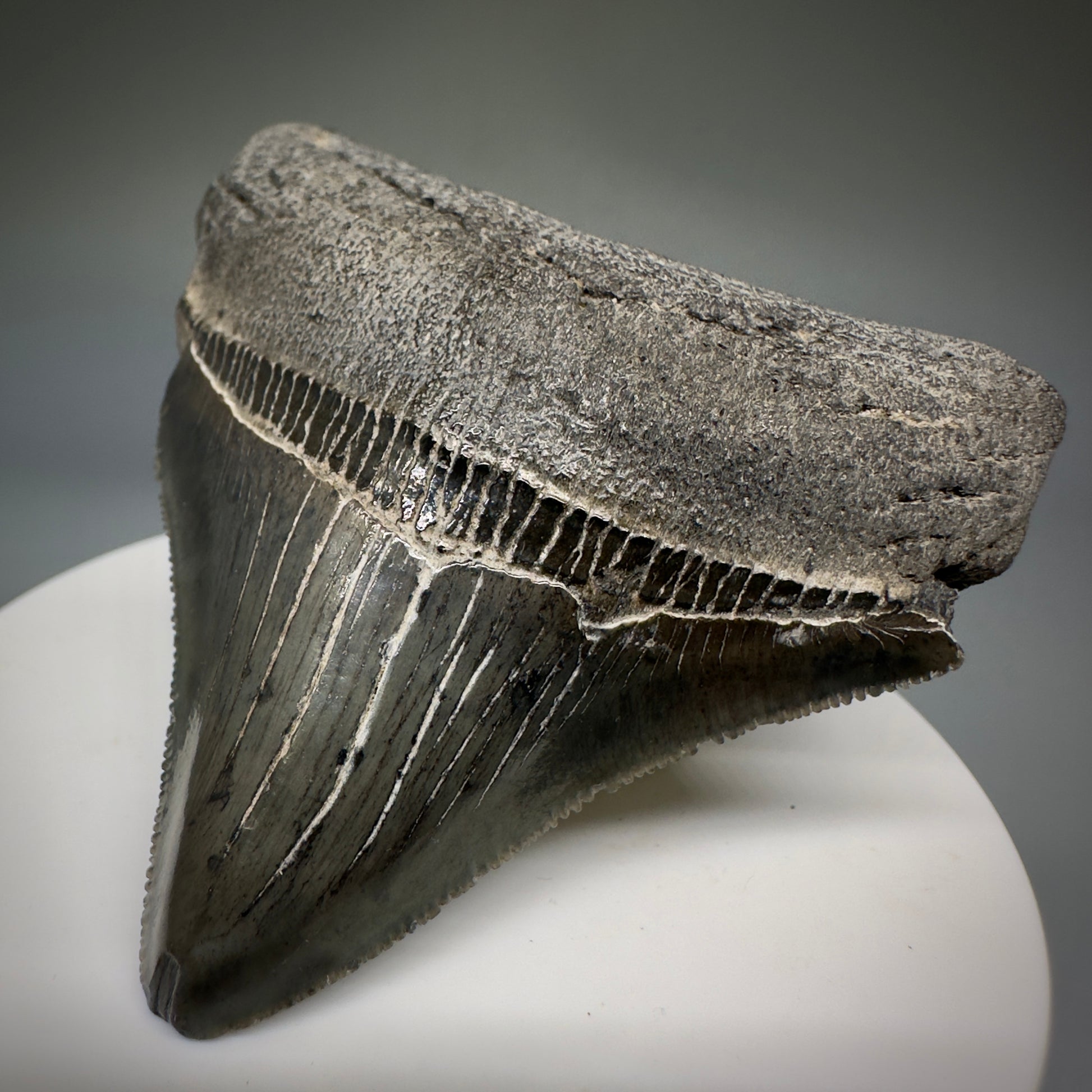 Colorful, serrated 2.60" Fossil Megalodon Shark Tooth from South Carolina CM5236 - Front Right
