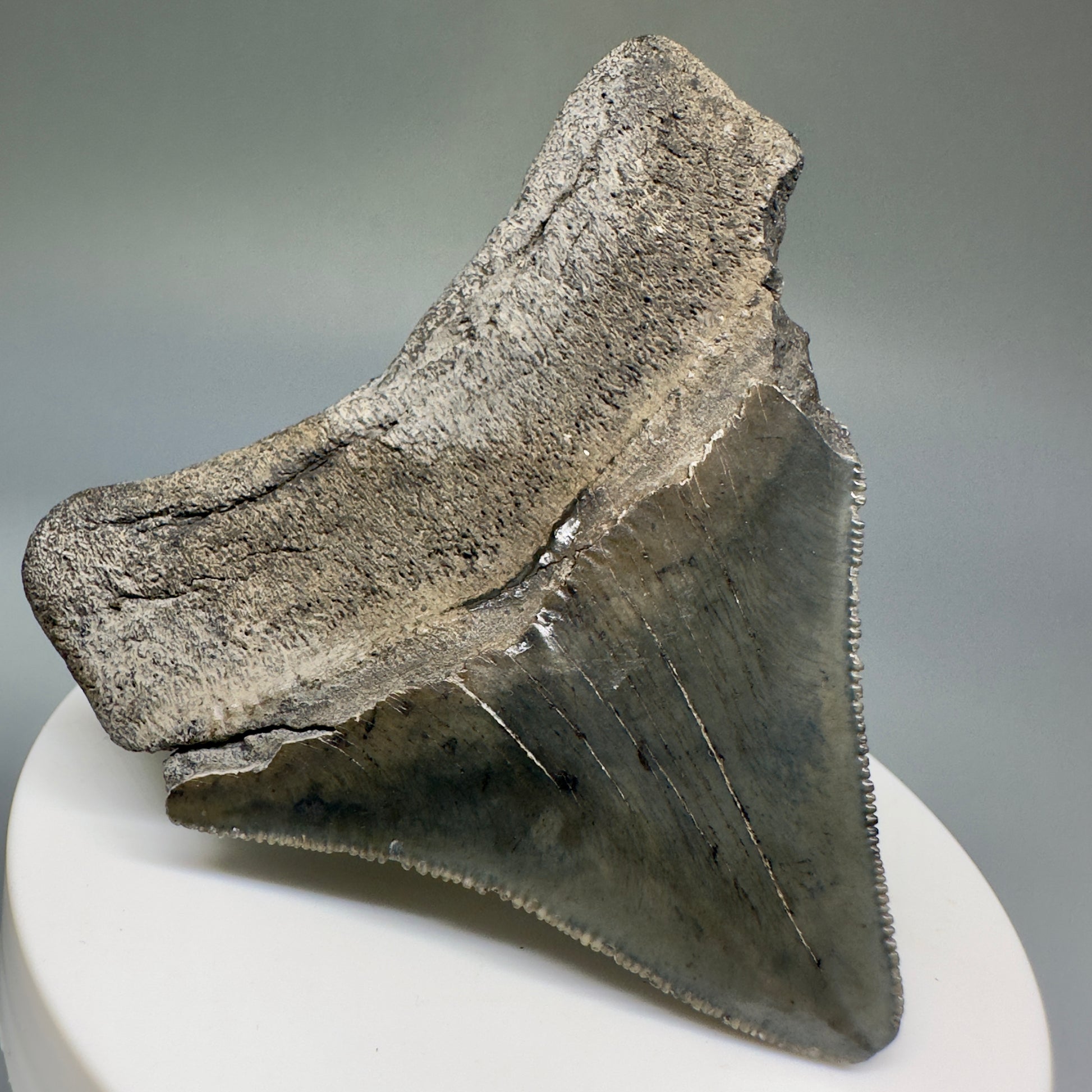 Colorful, serrated 2.60" Fossil Megalodon Shark Tooth from South Carolina CM5236 - Back Left