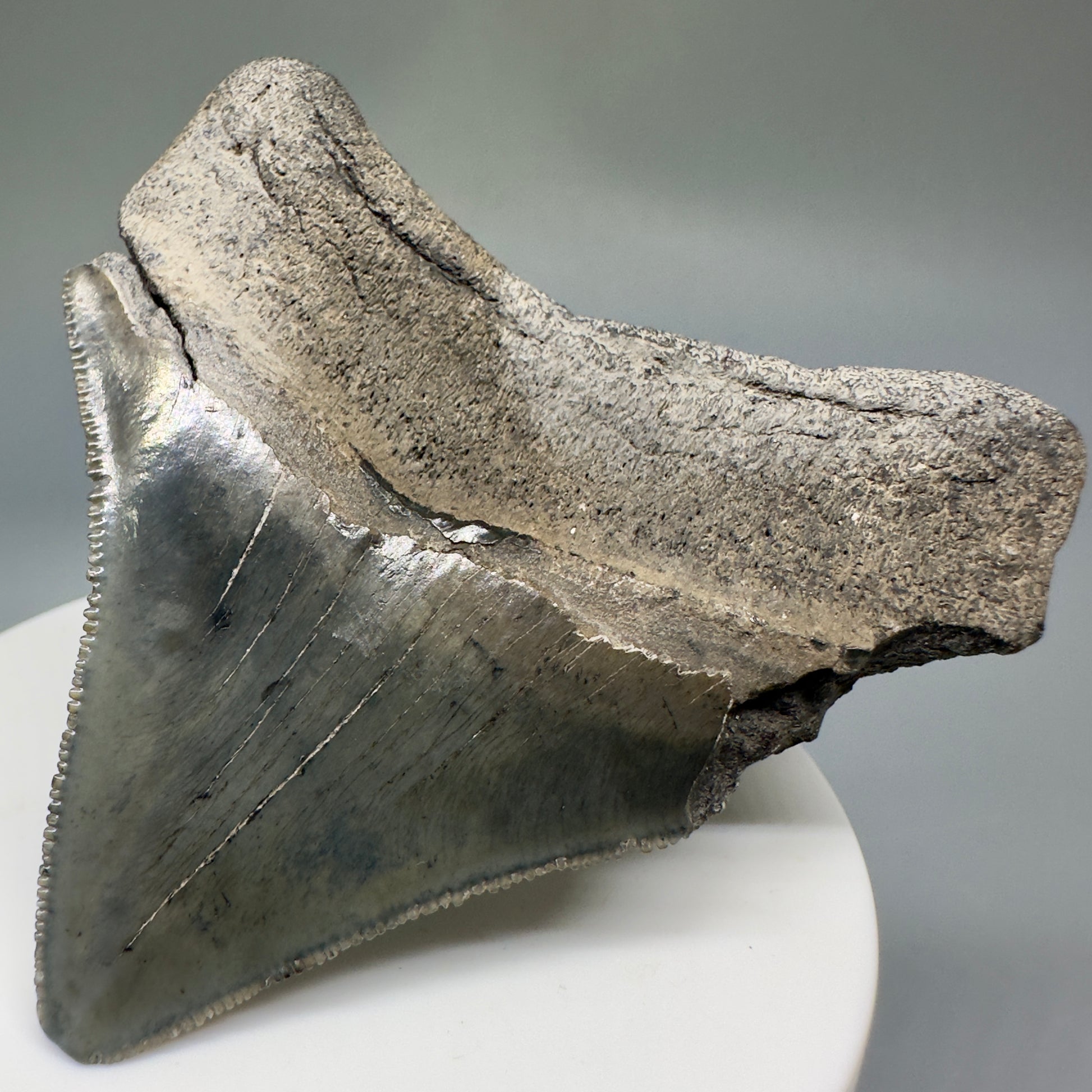 Colorful, serrated 2.60" Fossil Megalodon Shark Tooth from South Carolina CM5236 - Back Right