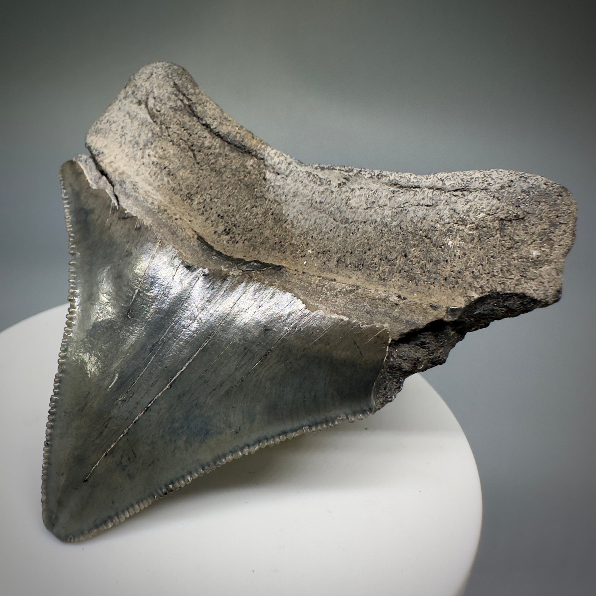 Colorful, serrated 2.60" Fossil Megalodon Shark Tooth from South Carolina CM5236 - Back Right1