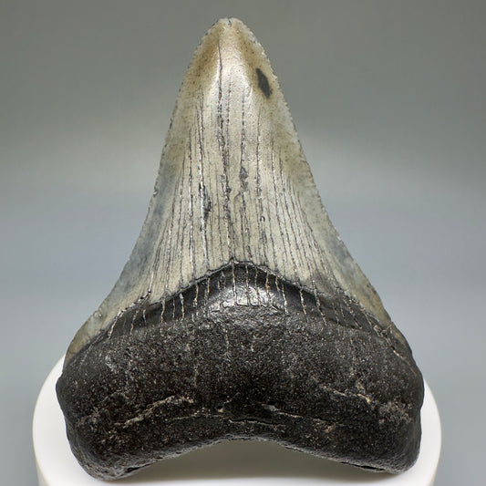Dark Colors 2.72" Fossil Megalodon Shark Tooth from South Carolina CM5235 - Front