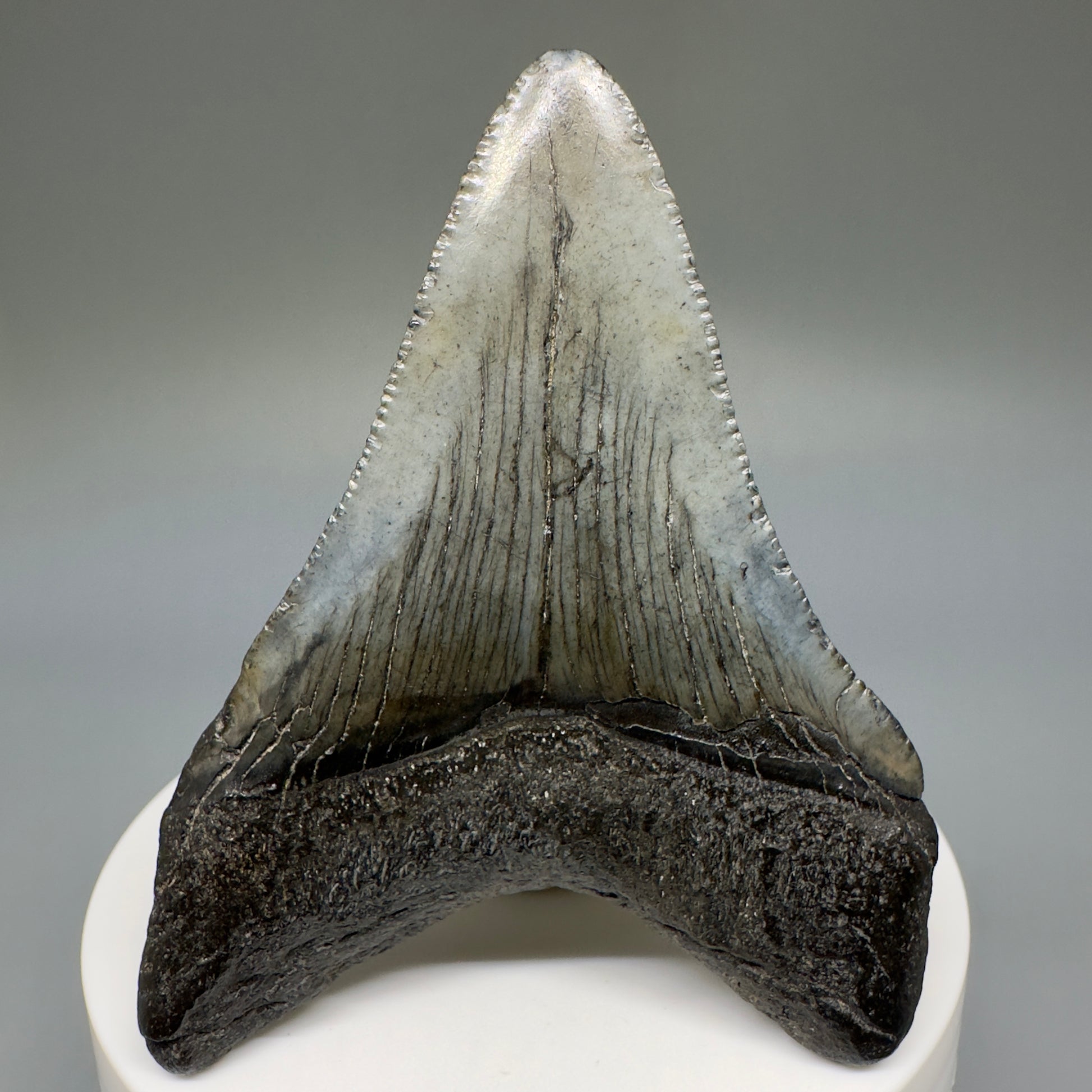 Dark Colors 2.72" Fossil Megalodon Shark Tooth from South Carolina CM5235 - Back