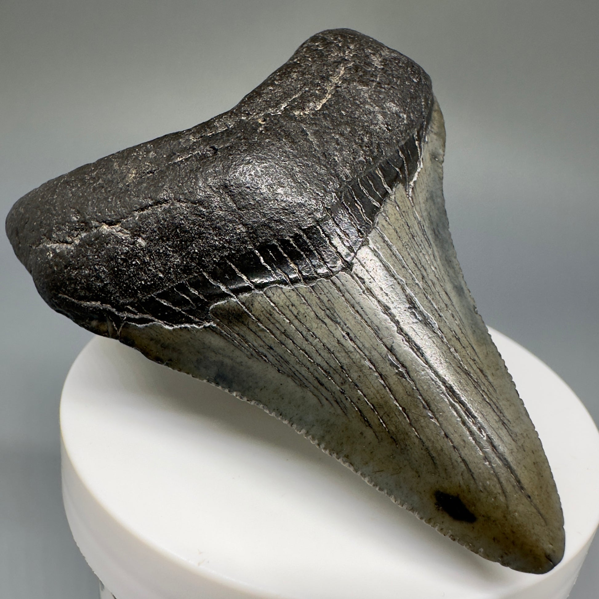 Dark Colors 2.72" Fossil Megalodon Shark Tooth from South Carolina CM5235 - Front Left