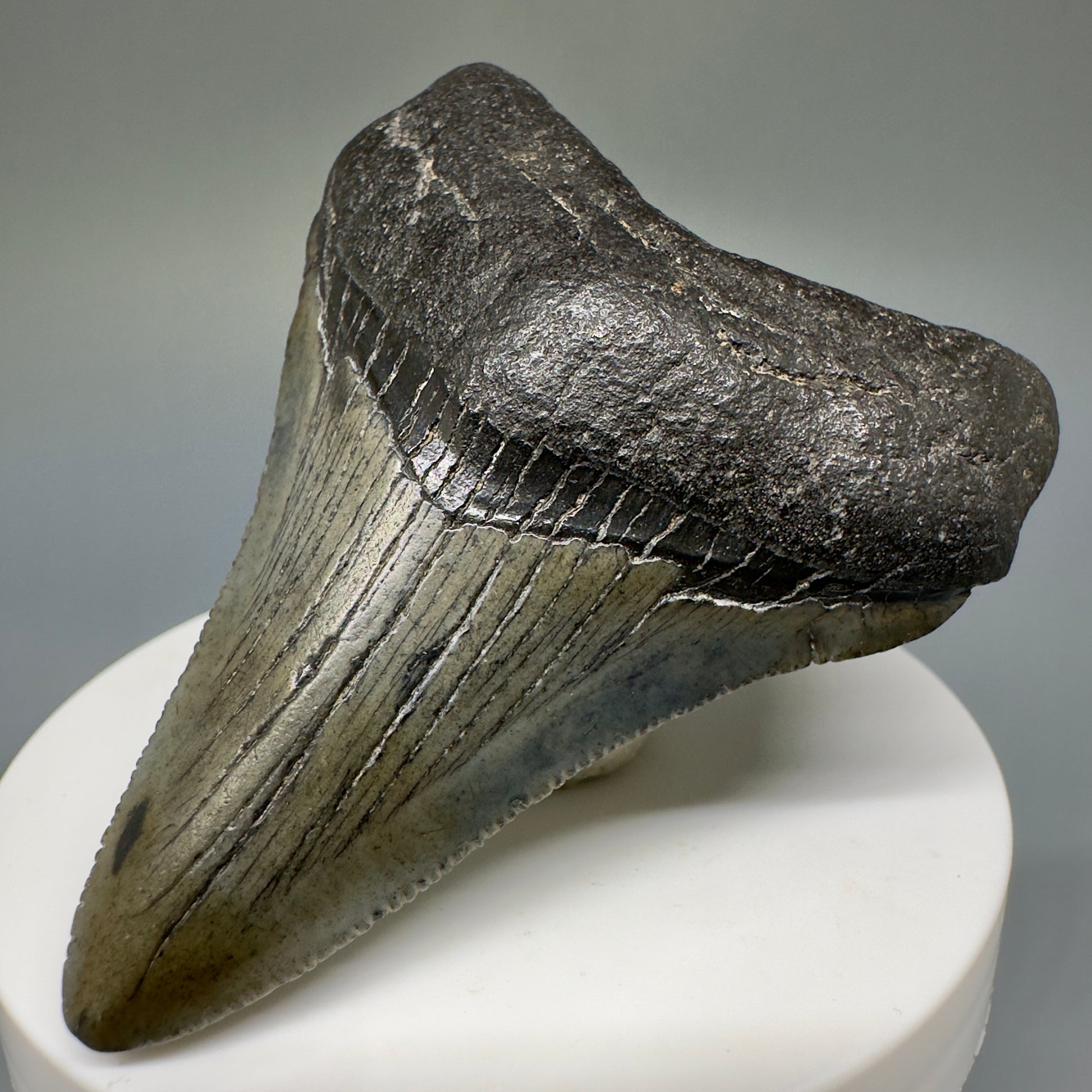 Dark Colors 2.72" Fossil Megalodon Shark Tooth from South Carolina CM5235 - Front Right