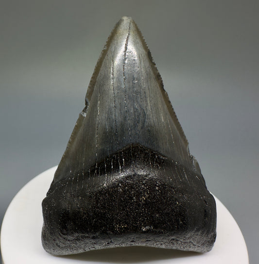 Dark colors lower 2.54" Fossil Megalodon Shark Tooth from South Carolina CM5234 - Front