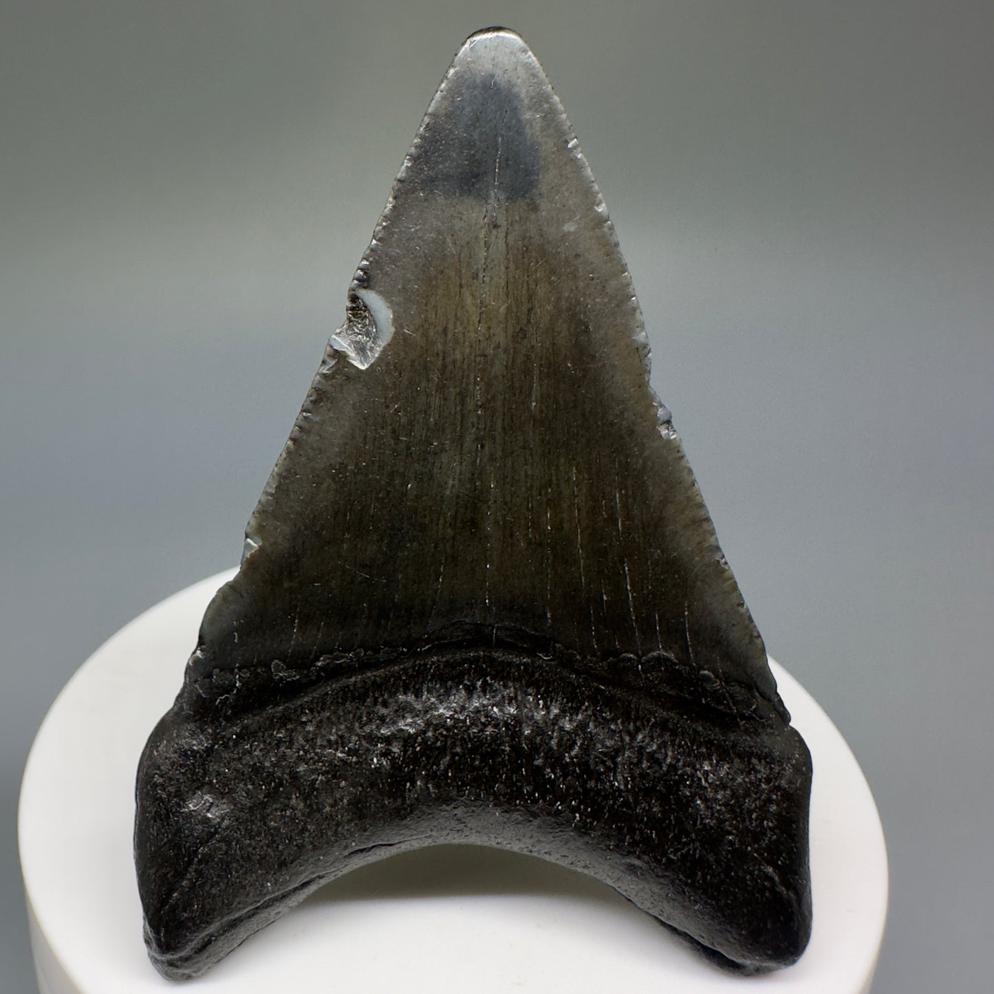 Dark colors lower 2.54" Fossil Megalodon Shark Tooth from South Carolina CM5234 - Back