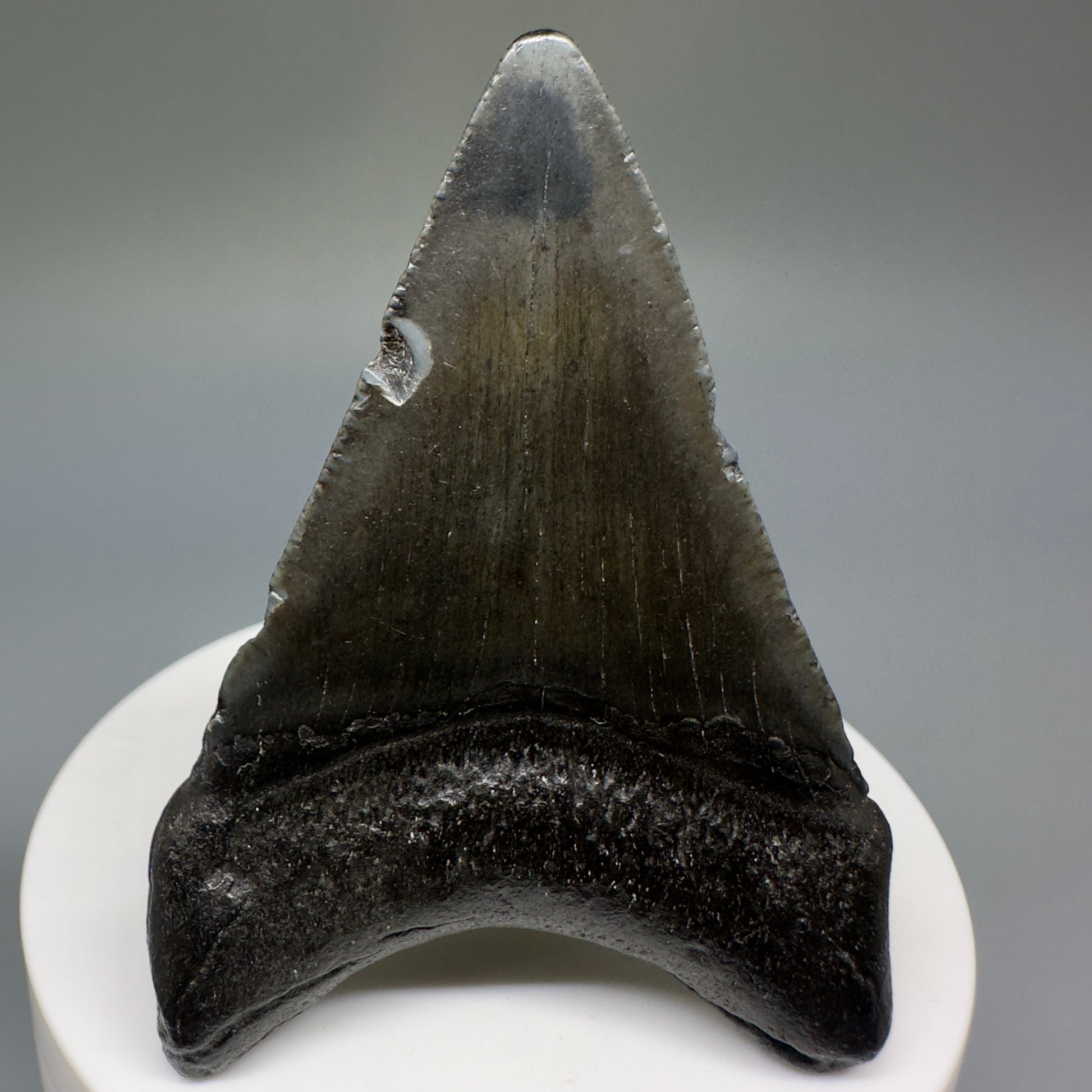 Dark colors lower 2.54" Fossil Megalodon Shark Tooth from South Carolina CM5234 - Back