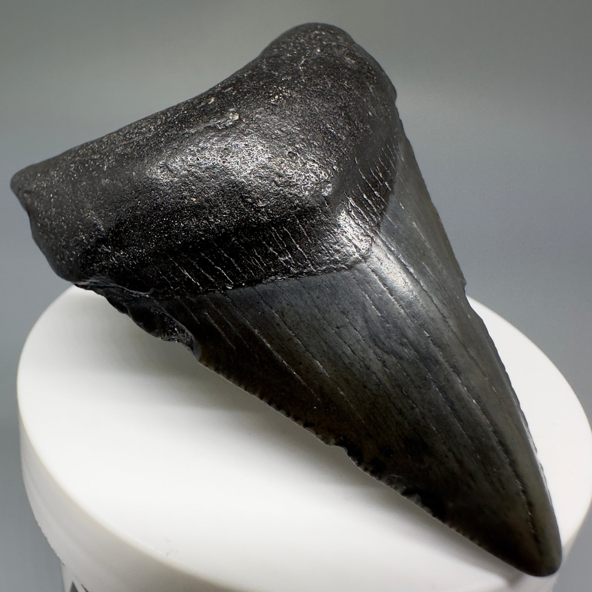 Dark colors lower 2.54" Fossil Megalodon Shark Tooth from South Carolina CM5234 - Front Left