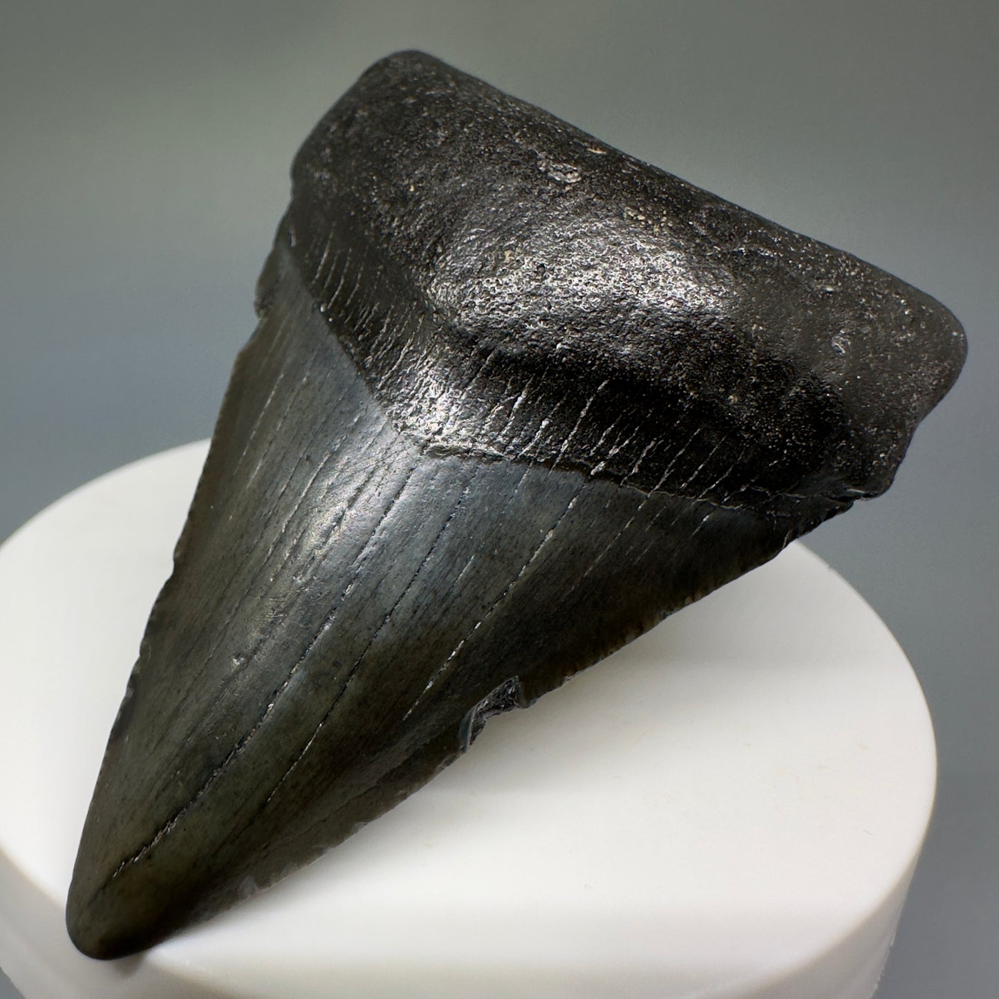 Dark colors lower 2.54" Fossil Megalodon Shark Tooth from South Carolina CM5234 - Front Right