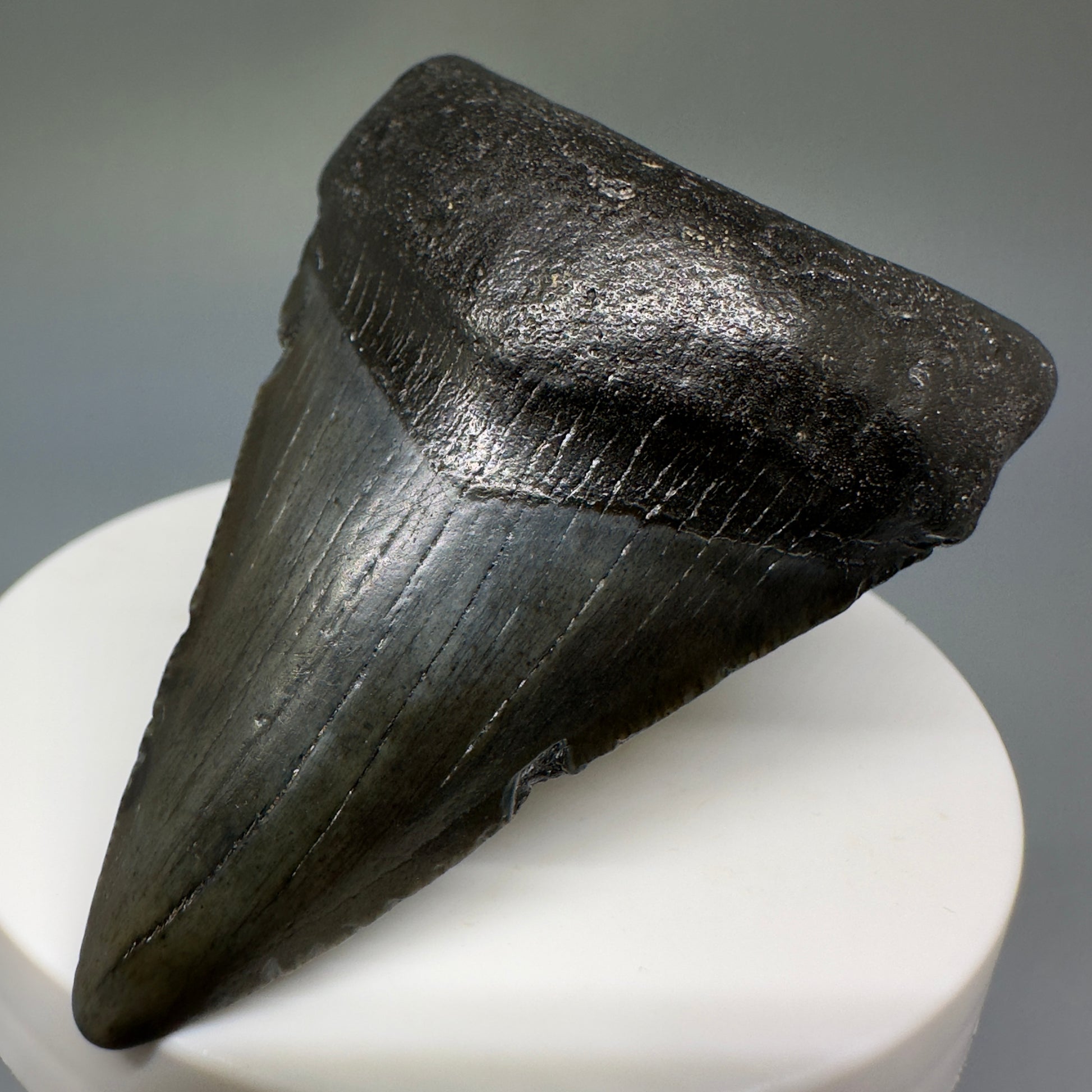 Dark colors lower 2.54" Fossil Megalodon Shark Tooth from South Carolina CM5234 - Front Right