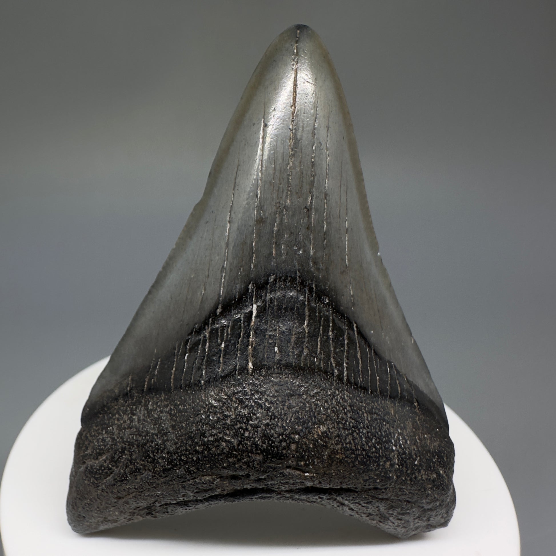 Dark colors lower 2.63" Fossil Megalodon Shark Tooth from South Carolina CM5233 - Front