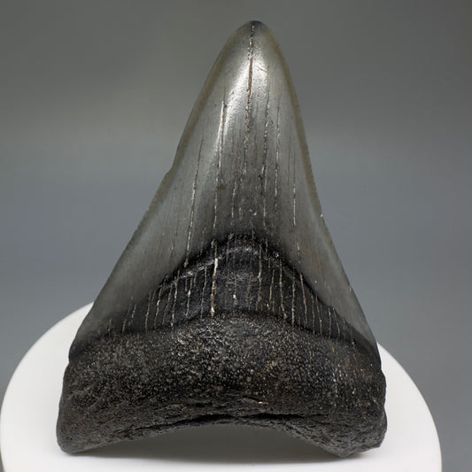 Dark colors lower 2.63" Fossil Megalodon Shark Tooth from South Carolina CM5233 - Front
