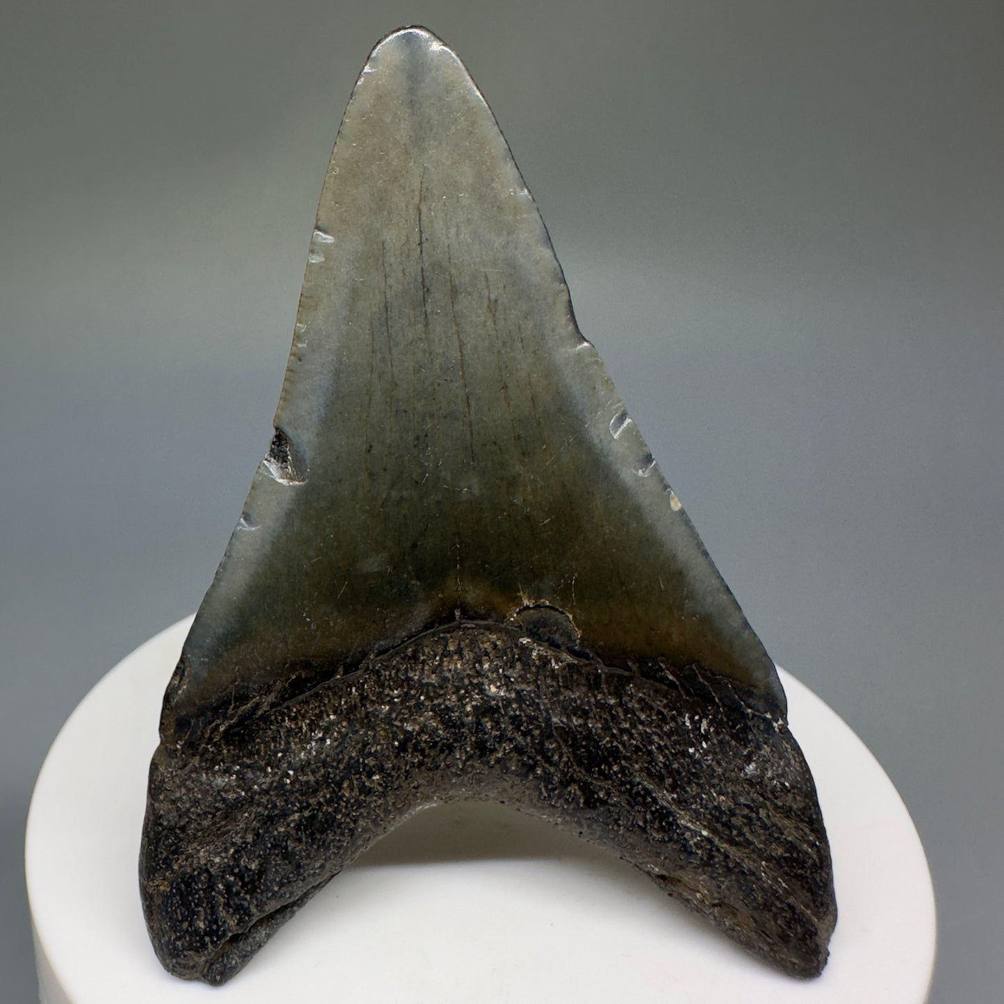Dark colors lower 2.63" Fossil Megalodon Shark Tooth from South Carolina CM5233 - Back