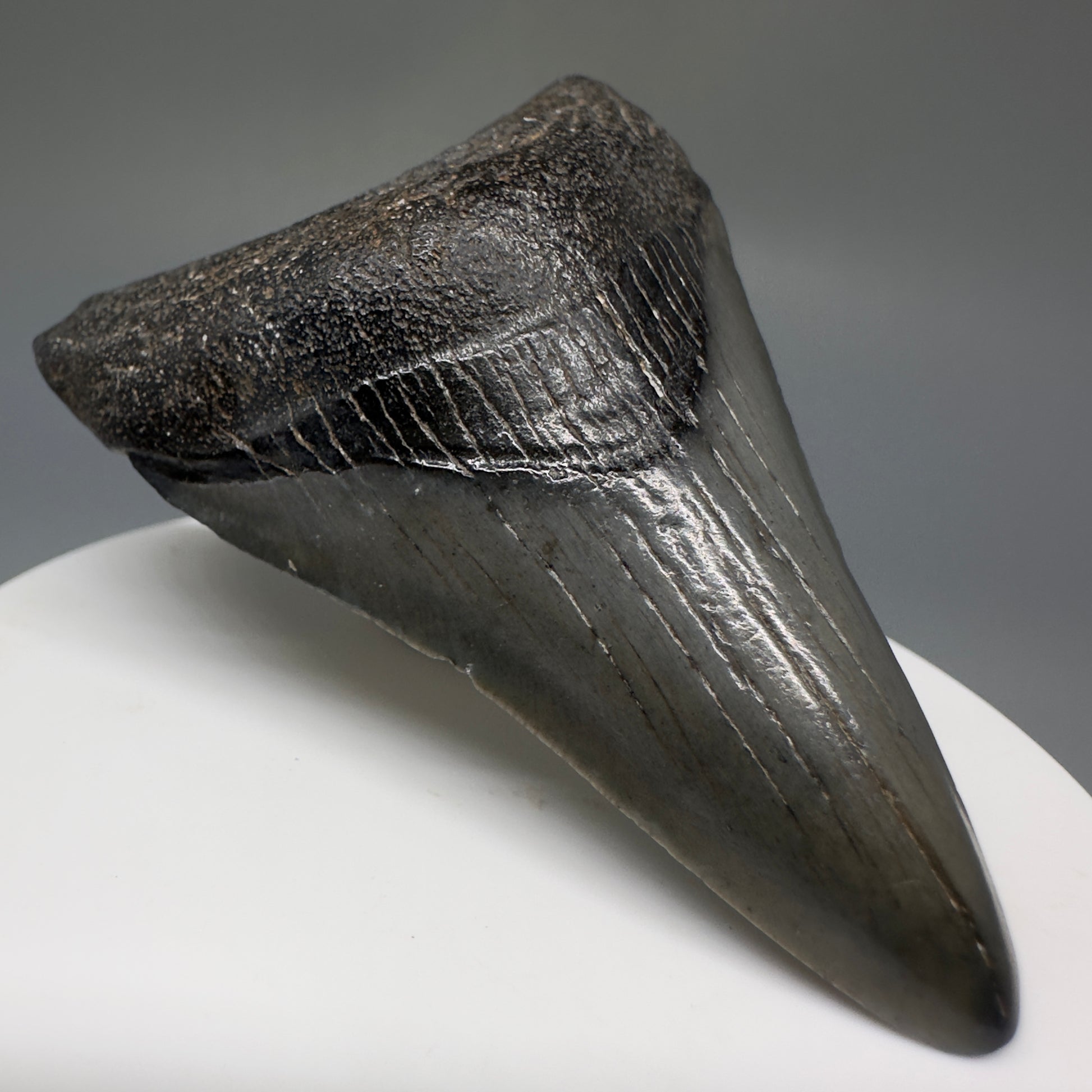 Dark colors lower 2.63" Fossil Megalodon Shark Tooth from South Carolina CM5233 - Front Left