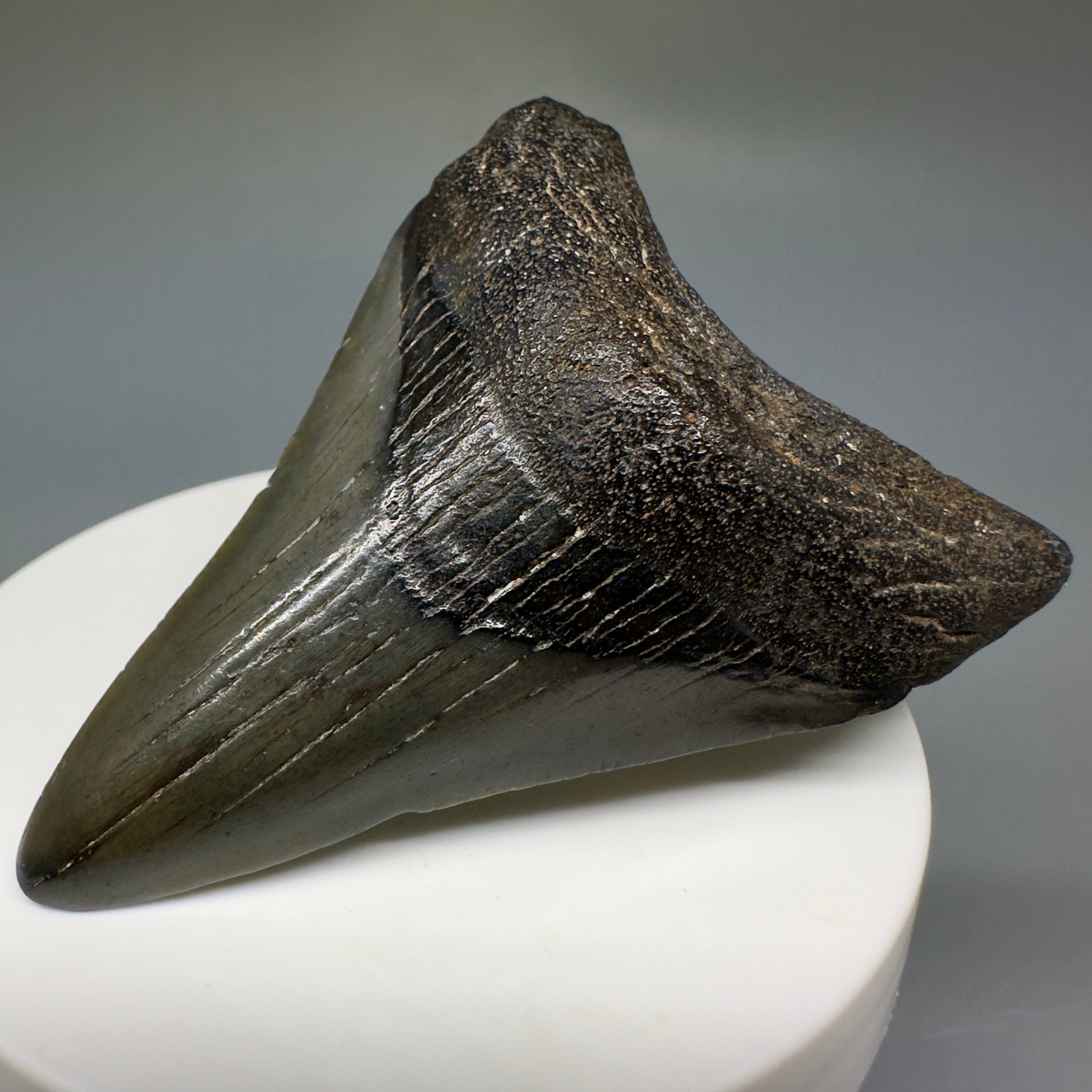 Dark colors lower 2.63" Fossil Megalodon Shark Tooth from South Carolina CM5233 - Front Right