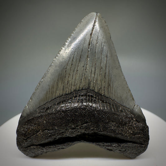 Small 1.87" Fossil Megalodon Shark Tooth from South Carolina CM5231 - Front