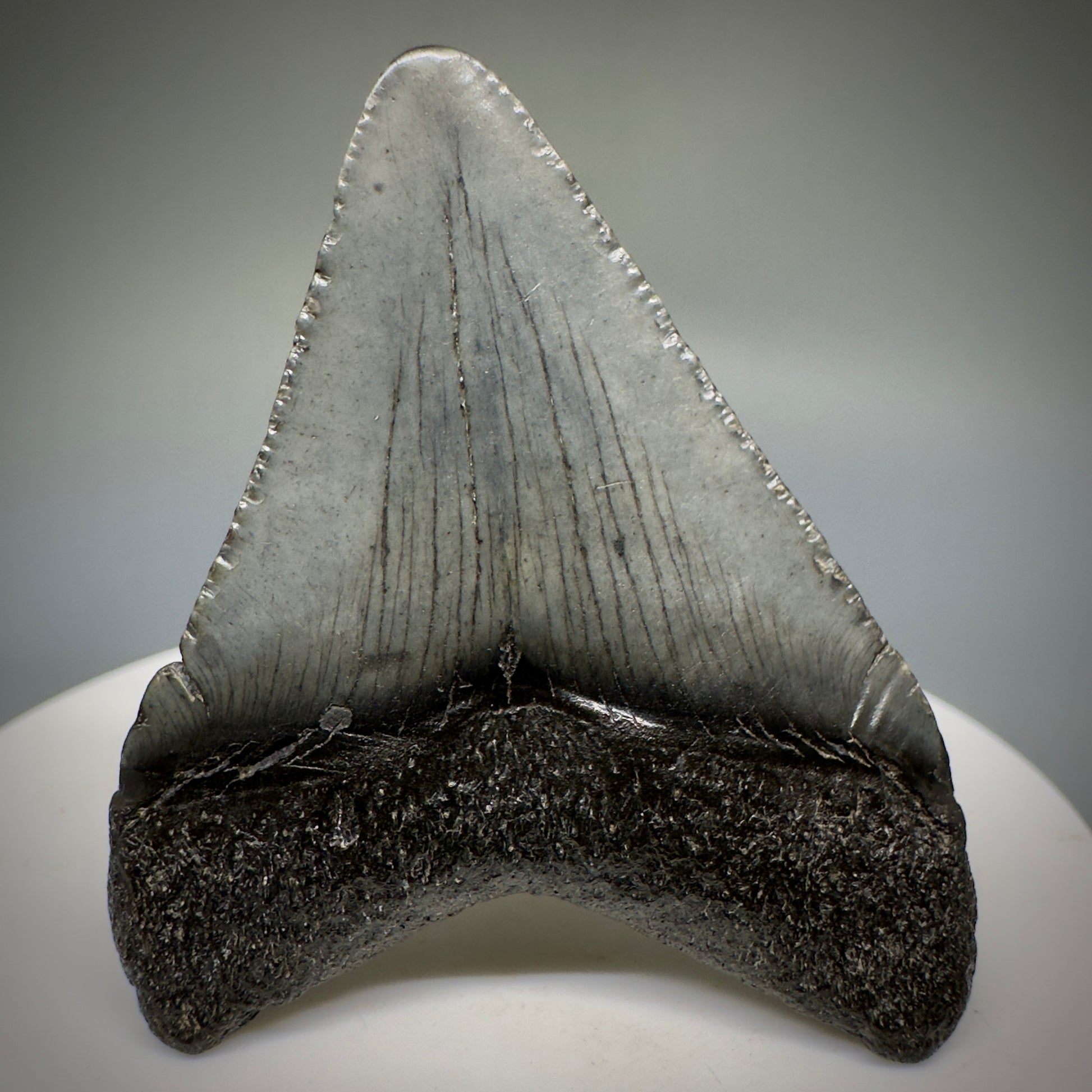 Small 1.87" Fossil Megalodon Shark Tooth from South Carolina CM5231 - Back