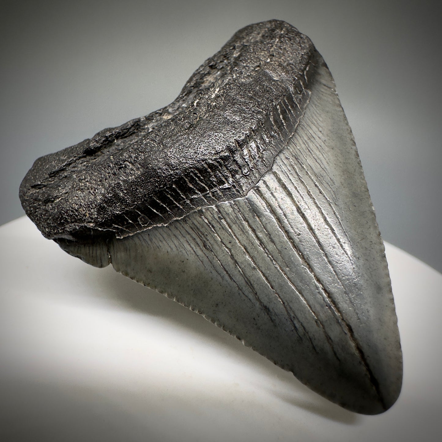 Small 1.87" Fossil Megalodon Shark Tooth from South Carolina CM5231 - Front Left