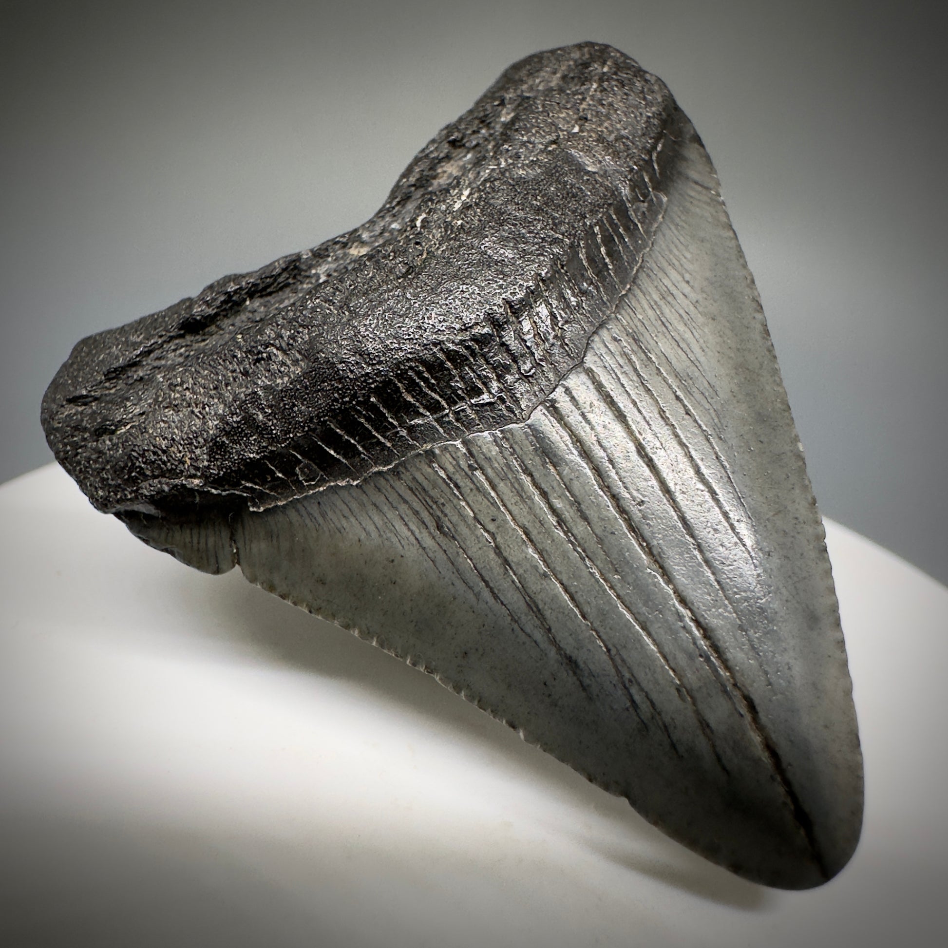 Small 1.87" Fossil Megalodon Shark Tooth from South Carolina CM5231 - Front Left