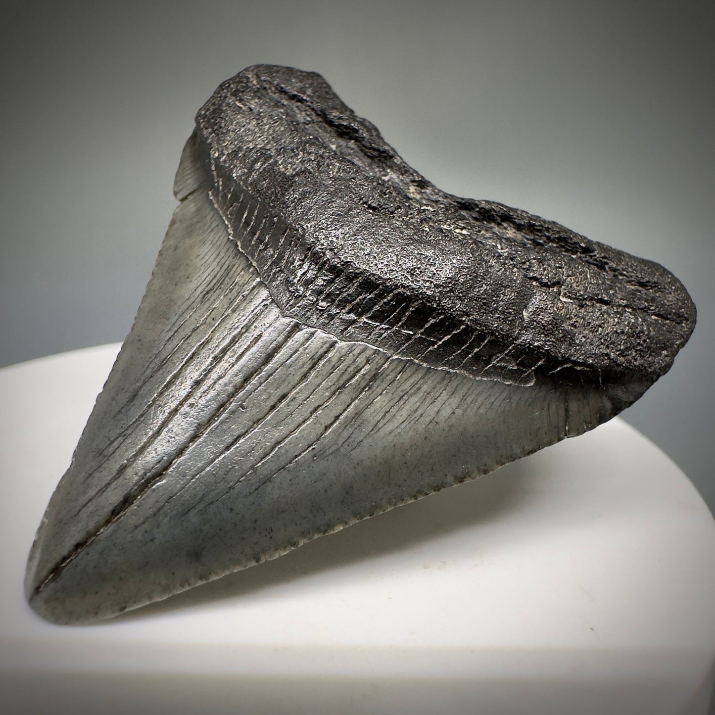 Small 1.87" Fossil Megalodon Shark Tooth from South Carolina CM5231 - Front Right