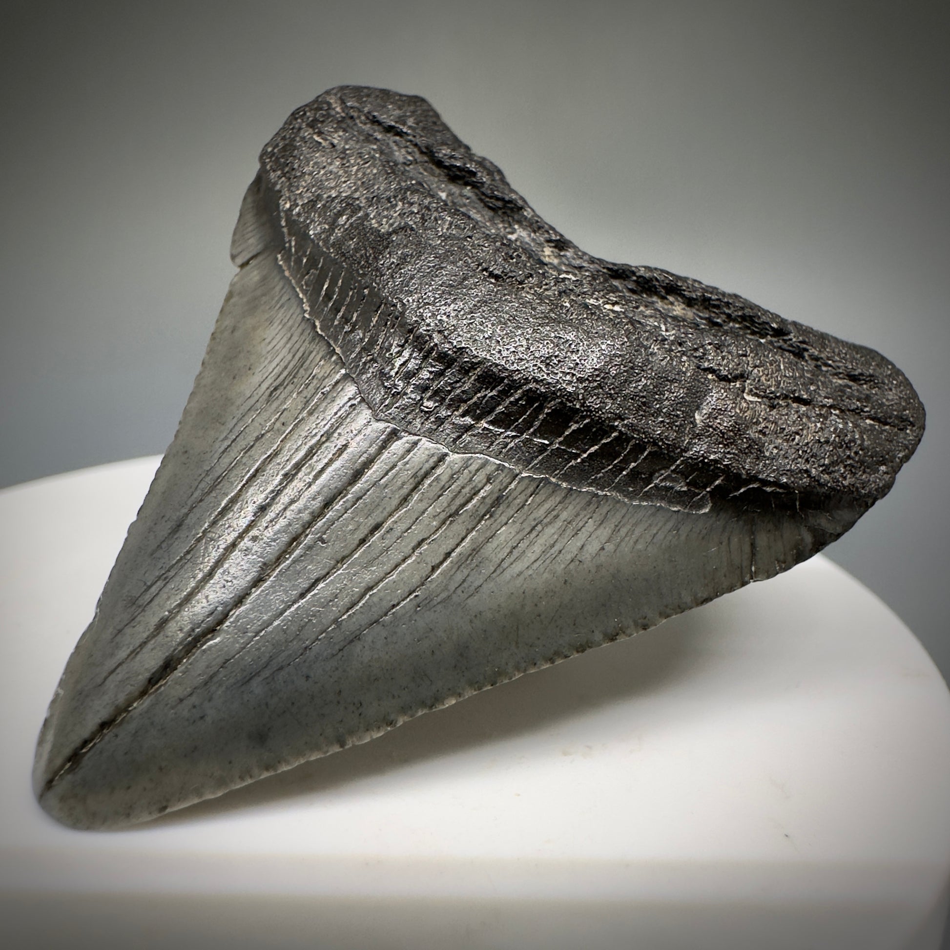 Small 1.87" Fossil Megalodon Shark Tooth from South Carolina CM5231 - Front Right