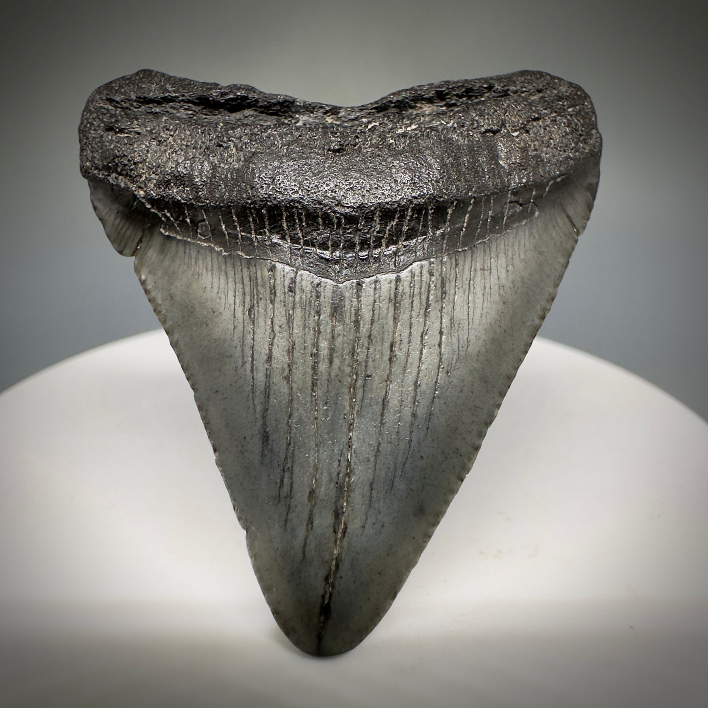 Small 1.87" Fossil Megalodon Shark Tooth from South Carolina CM5231 - Front1