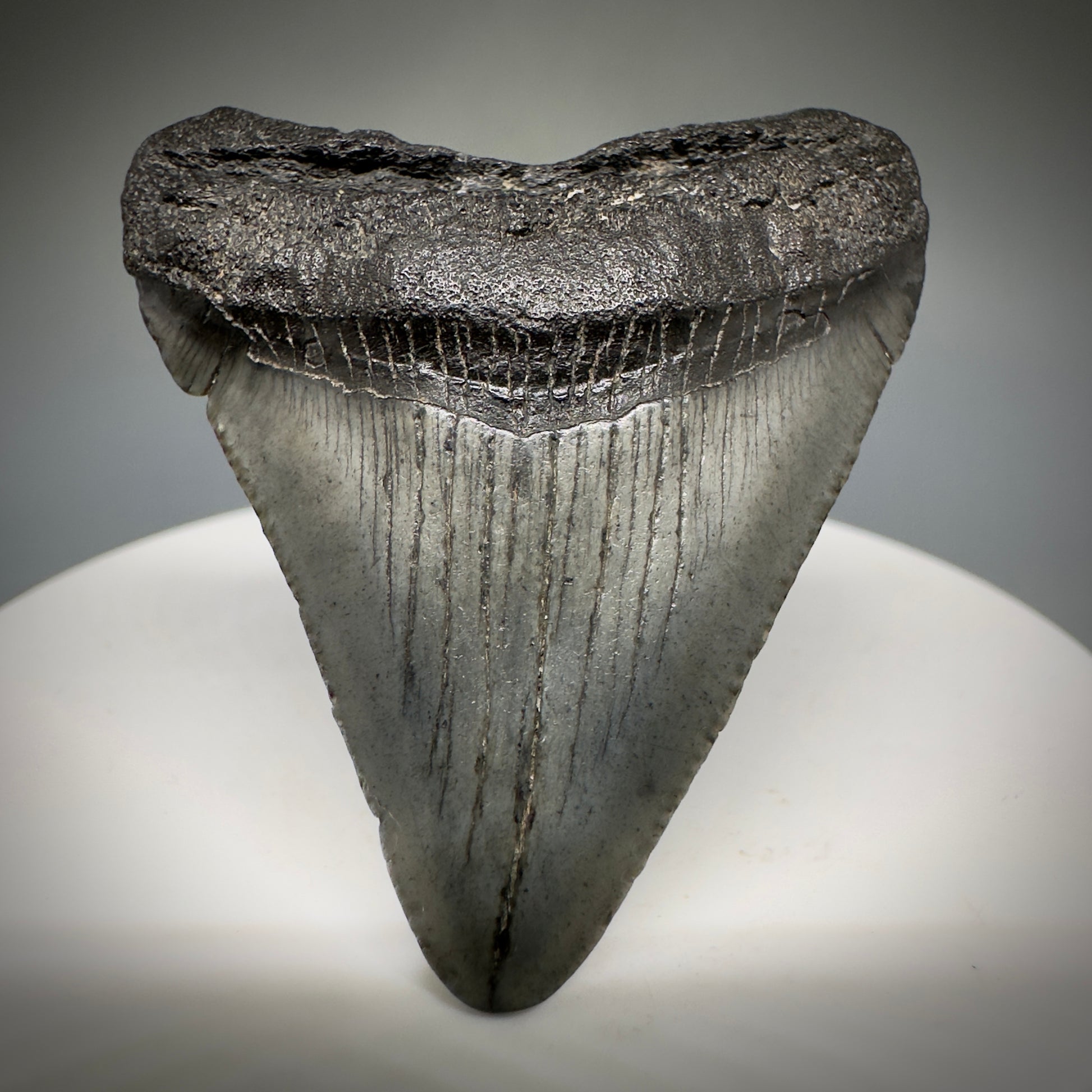 Small 1.87" Fossil Megalodon Shark Tooth from South Carolina CM5231 - Front1