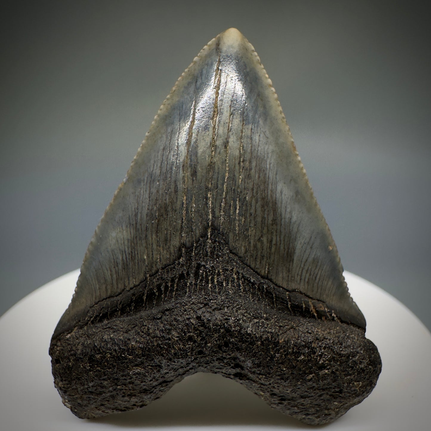 Juvenile anterior 1.89" Fossil Megalodon Shark Tooth from South Carolina
