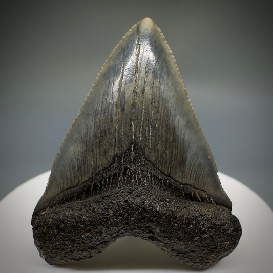 Juvenile anterior 1.89" Fossil Megalodon Shark Tooth from South Carolina
