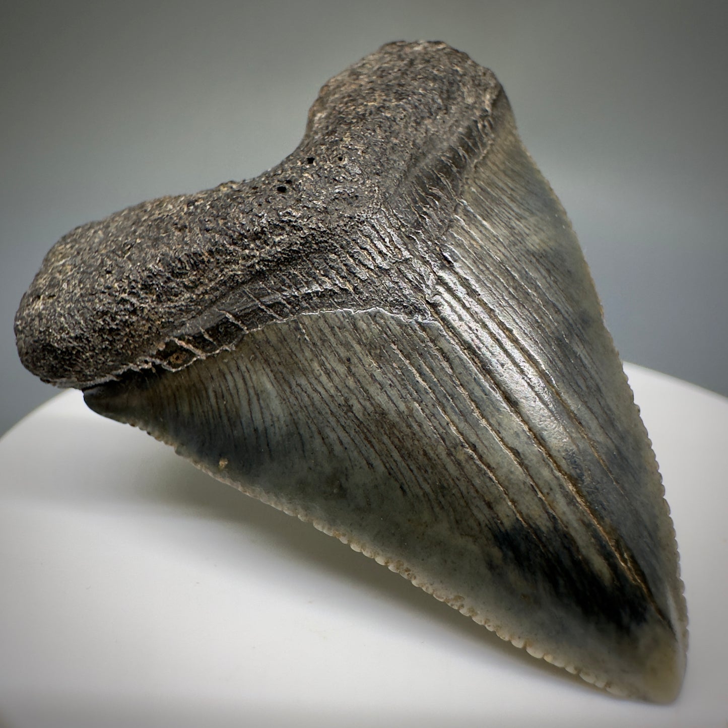 Juvenile anterior 1.89" Fossil Megalodon Shark Tooth from South Carolina