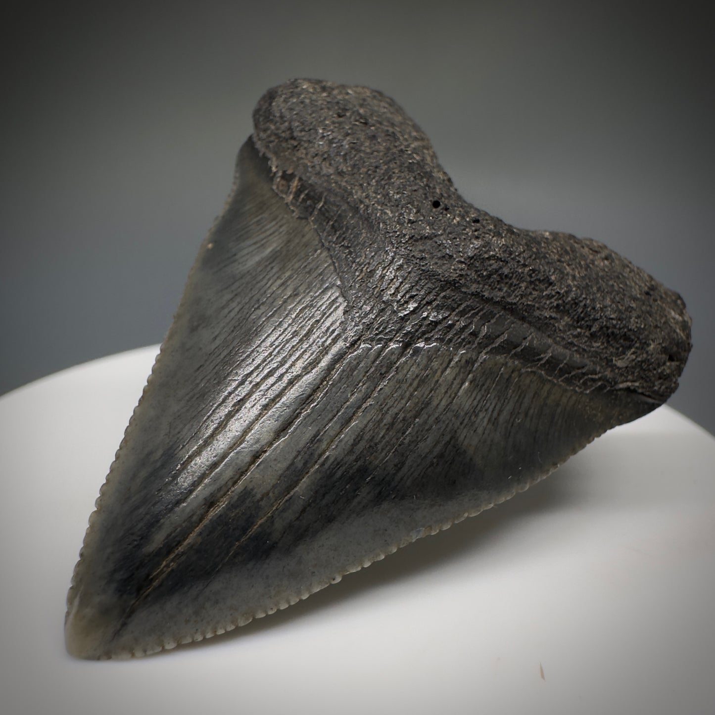Juvenile anterior 1.89" Fossil Megalodon Shark Tooth from South Carolina