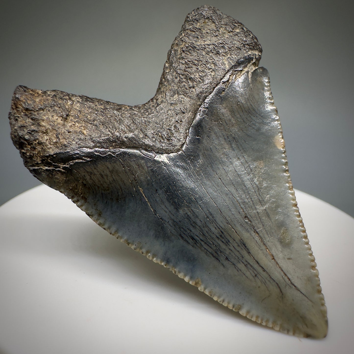 Juvenile anterior 1.89" Fossil Megalodon Shark Tooth from South Carolina