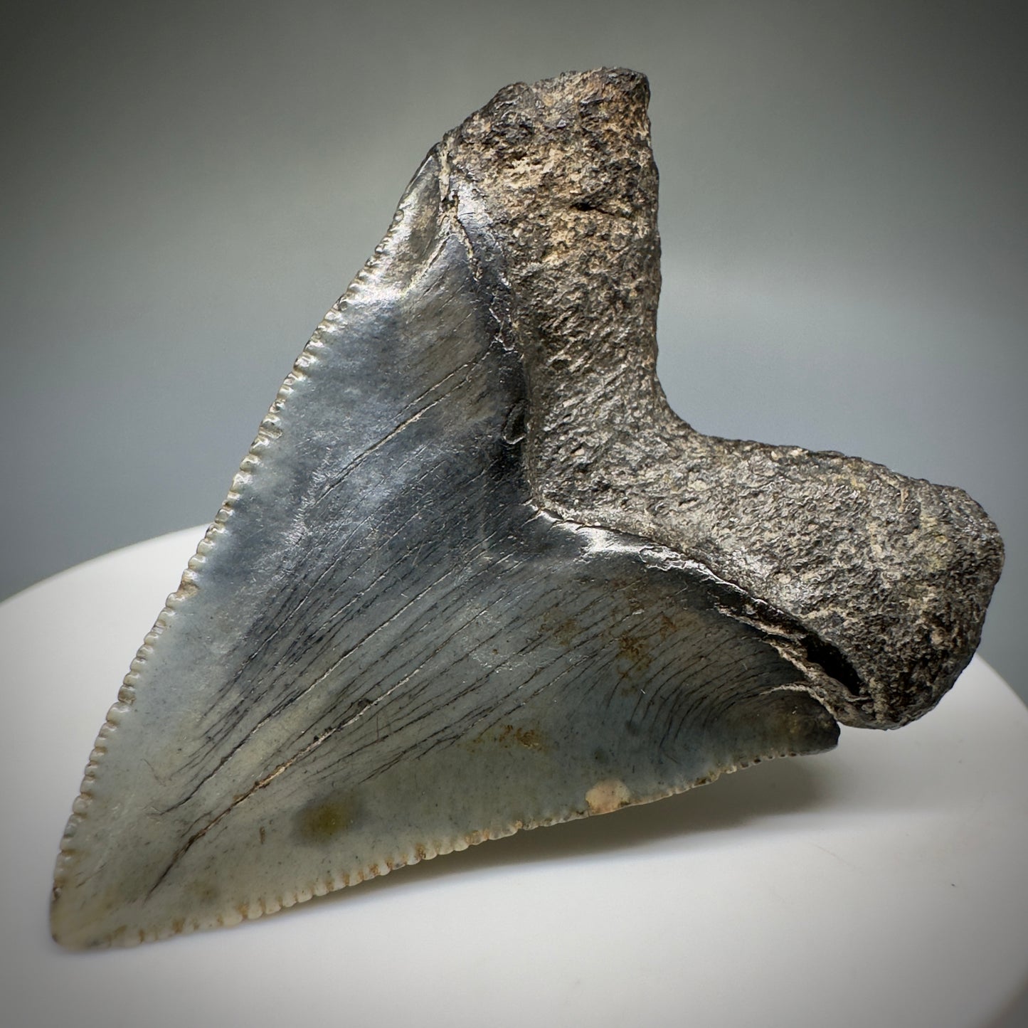 Juvenile anterior 1.89" Fossil Megalodon Shark Tooth from South Carolina