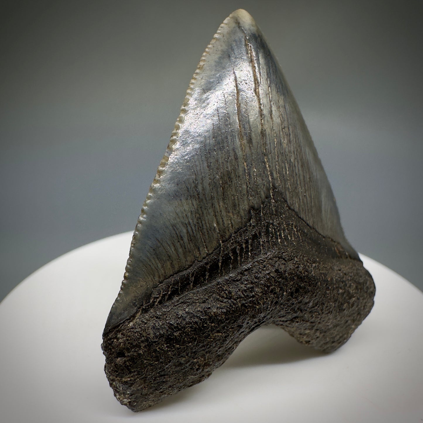 Juvenile anterior 1.89" Fossil Megalodon Shark Tooth from South Carolina