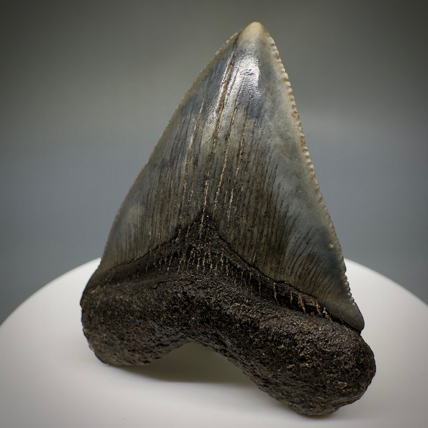 Juvenile anterior 1.89" Fossil Megalodon Shark Tooth from South Carolina