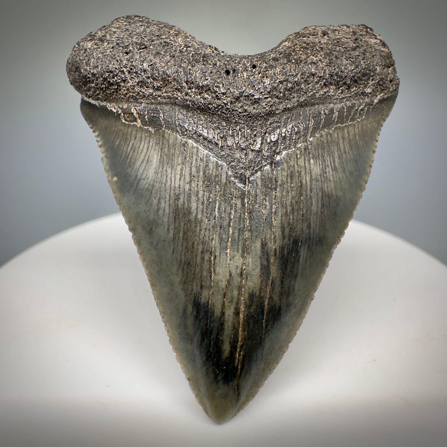 Juvenile anterior 1.89" Fossil Megalodon Shark Tooth from South Carolina