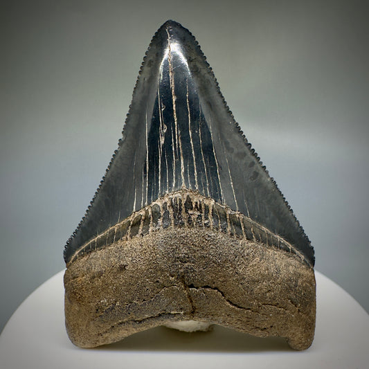Dark Grey, serrated 2.37" Fossil Megalodon Shark Tooth from Georgia CM5227 - Front