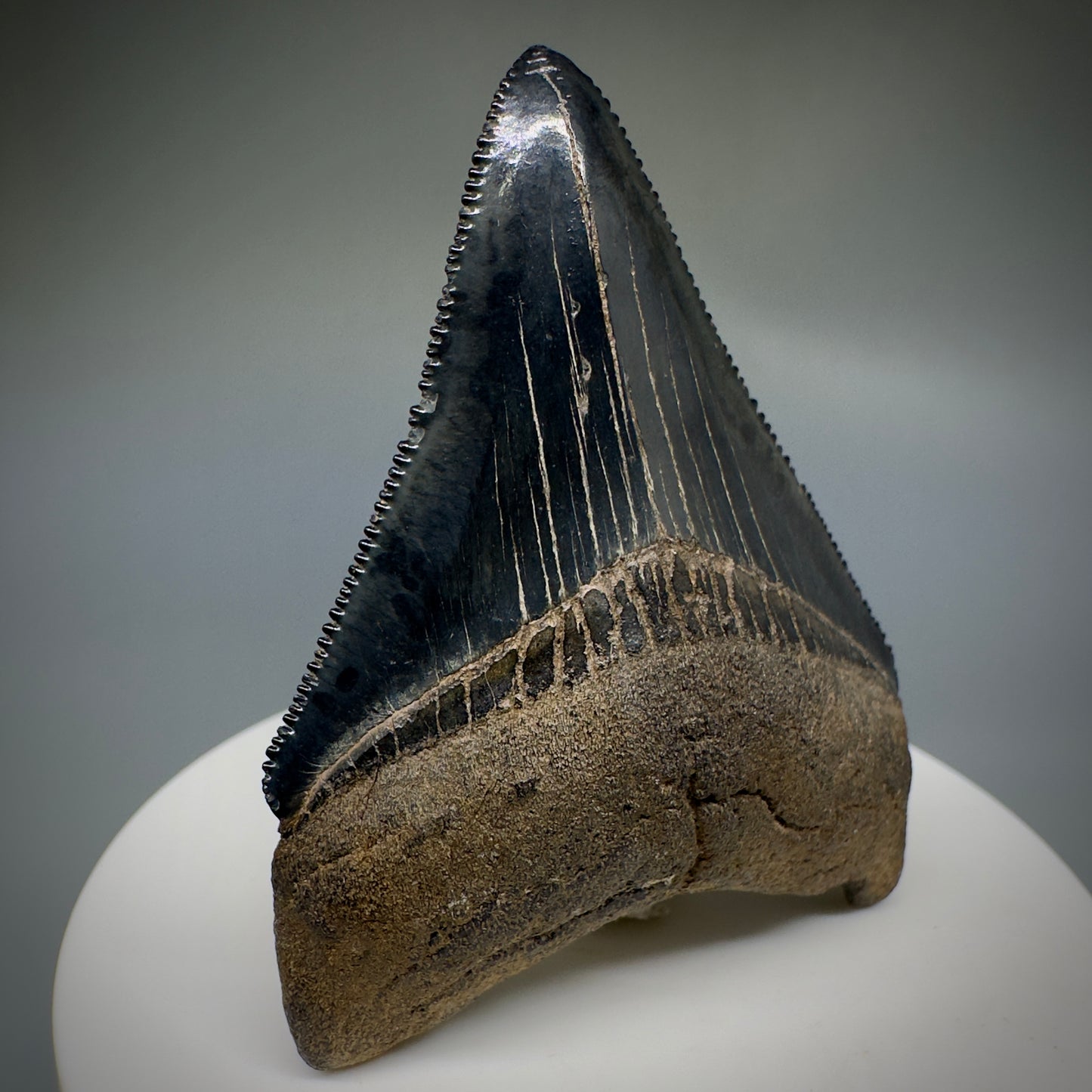 Dark Grey, serrated 2.37" Fossil Megalodon Shark Tooth from Georgia CM5227 - Front1
