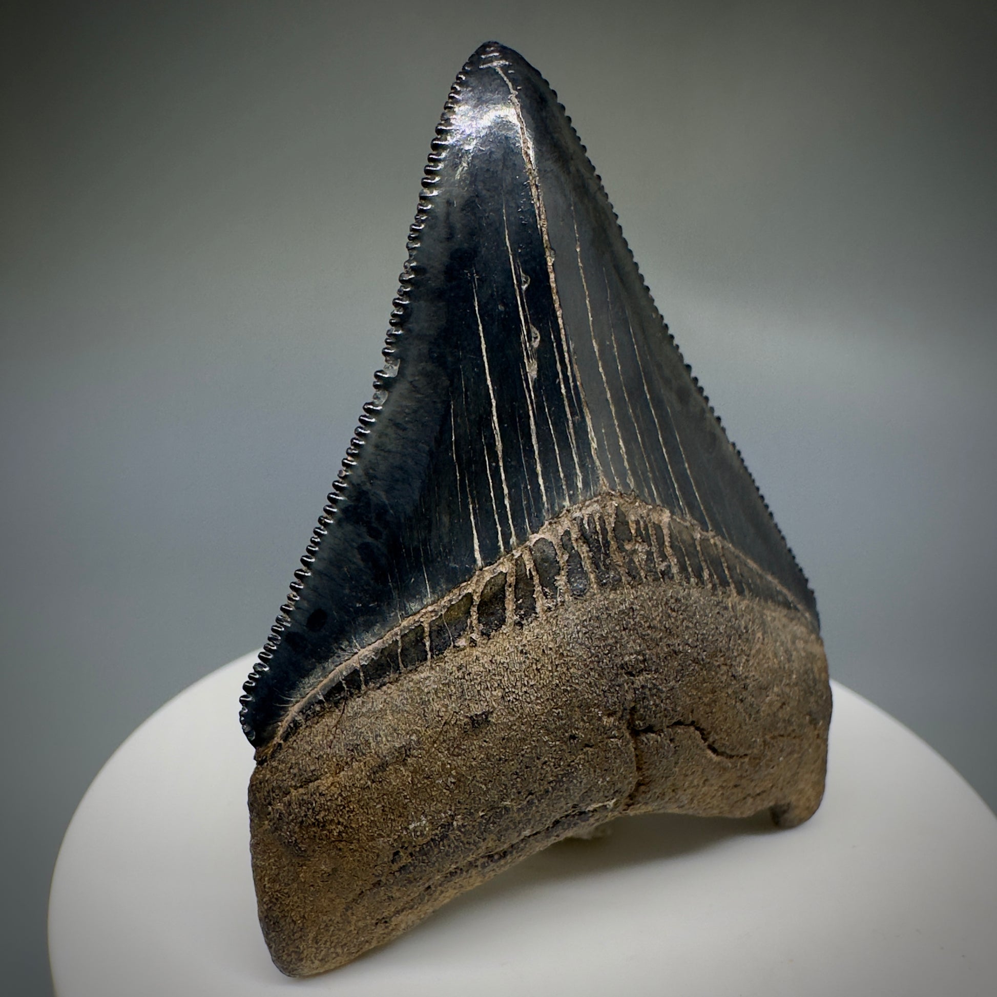 Dark Grey, serrated 2.37" Fossil Megalodon Shark Tooth from Georgia CM5227 - Front1