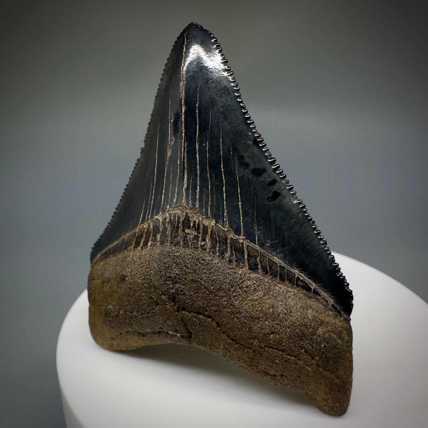 Dark Grey, serrated 2.37" Fossil Megalodon Shark Tooth from Georgia CM5227 - Front2