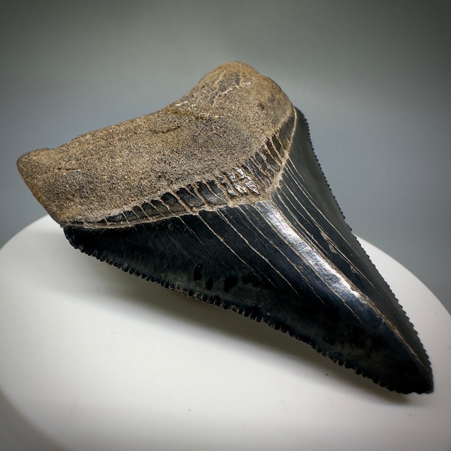 Dark Grey, serrated 2.37" Fossil Megalodon Shark Tooth from Georgia CM5227 - Front Left