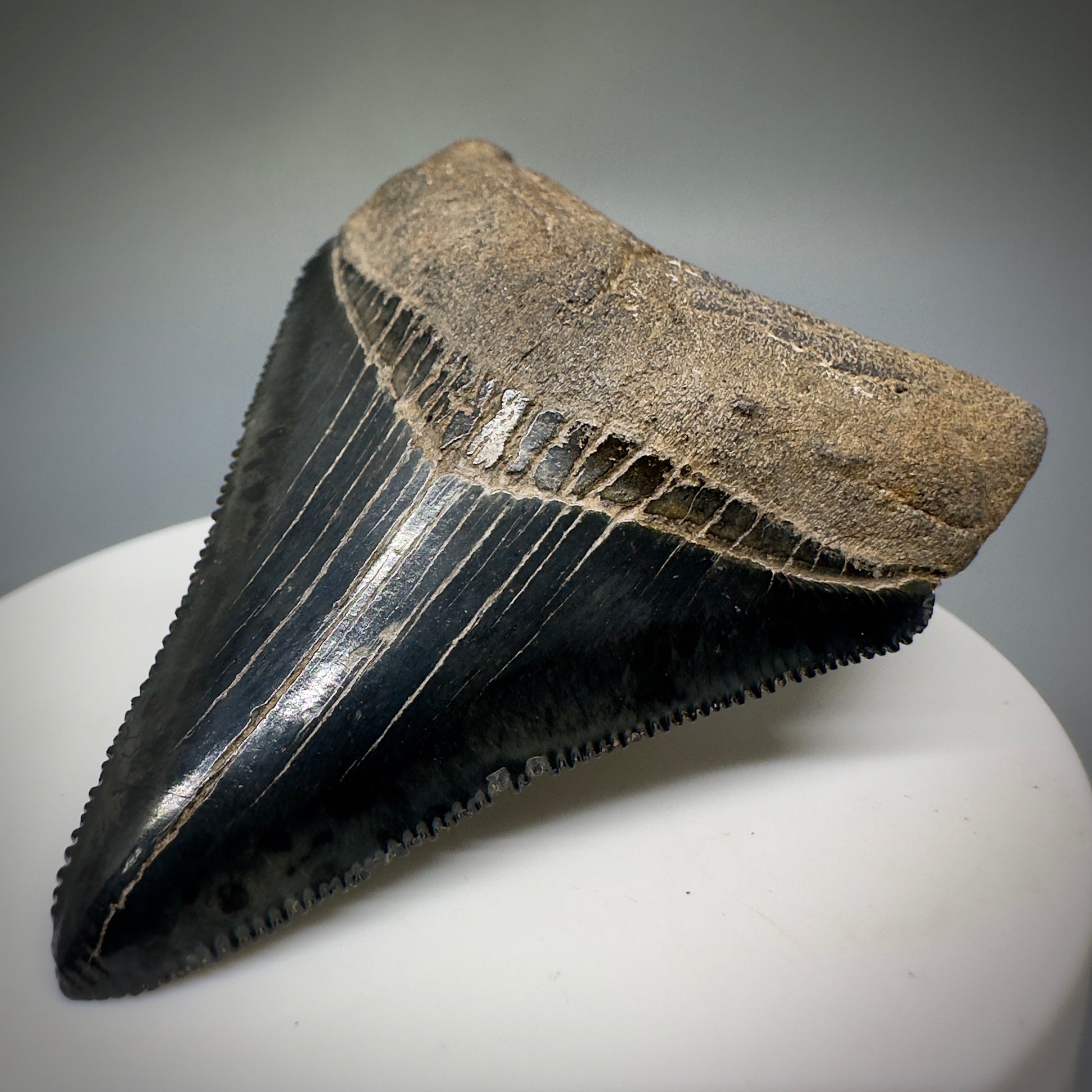 Dark Grey, serrated 2.37" Fossil Megalodon Shark Tooth from Georgia CM5227 - Front Right