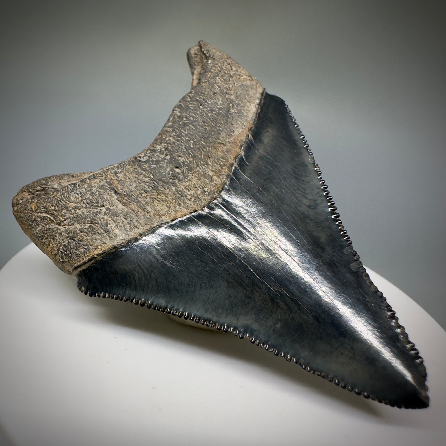 Dark Grey, serrated 2.37" Fossil Megalodon Shark Tooth from Georgia CM5227 - Back Left