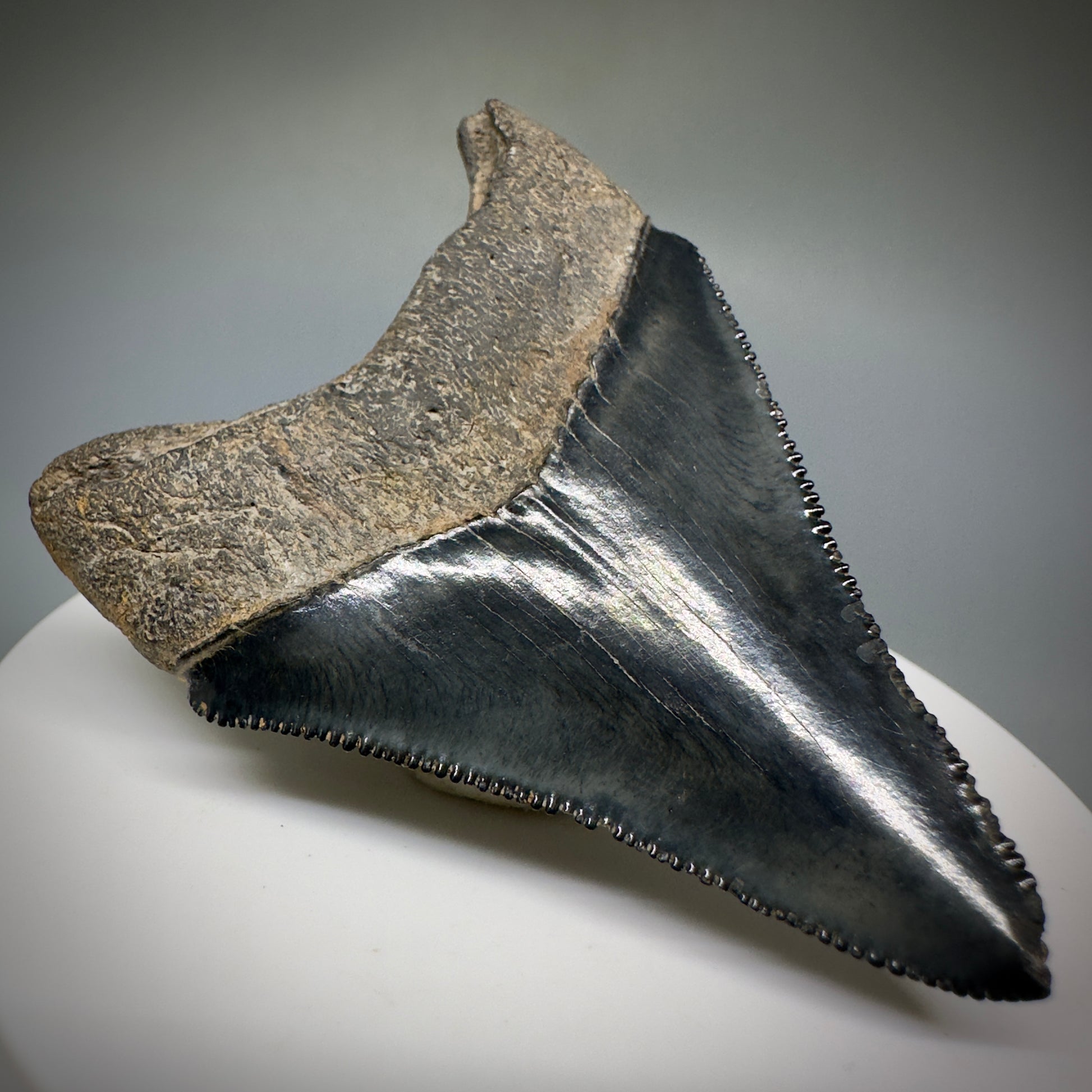 Dark Grey, serrated 2.37" Fossil Megalodon Shark Tooth from Georgia CM5227 - Back Left