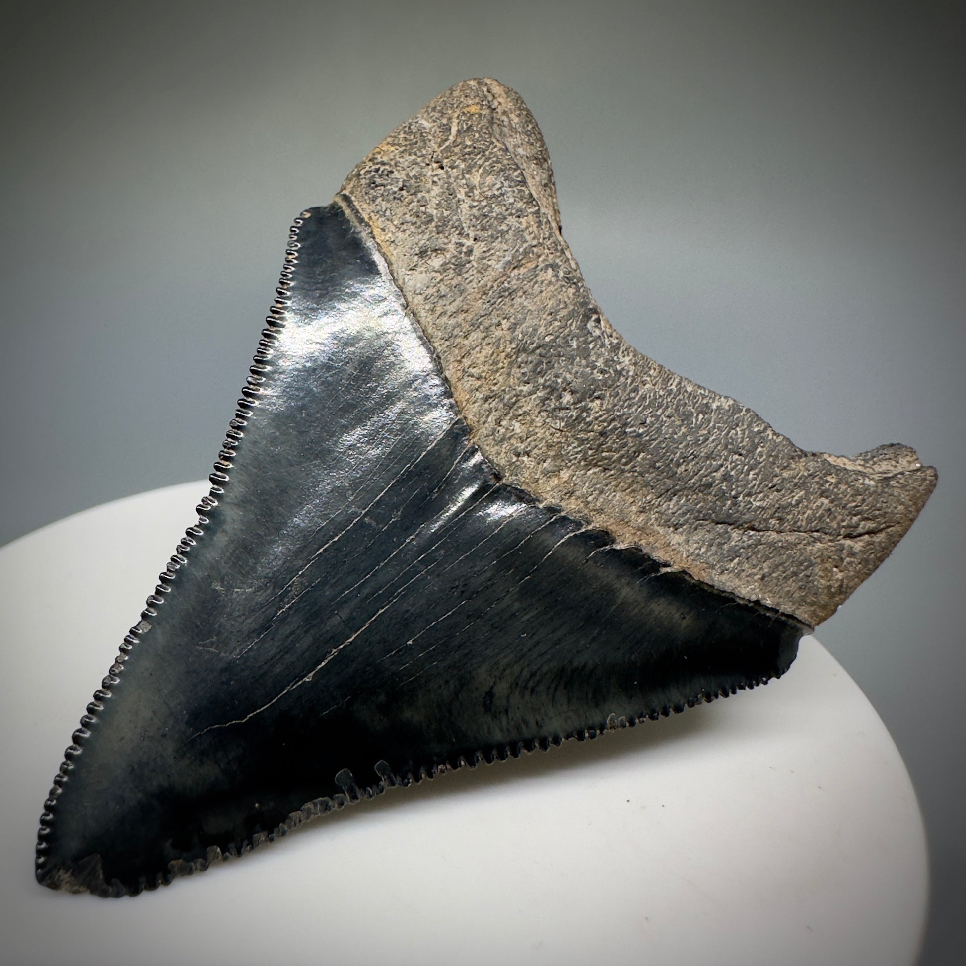 Dark Grey, serrated 2.37" Fossil Megalodon Shark Tooth from Georgia CM5227 - Back Right