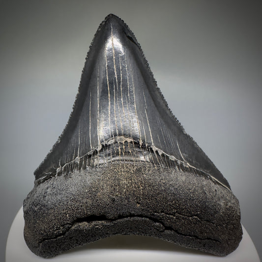 Colorful, serrated 2.83" Fossil Megalodon Shark Tooth from Georgia CM5229 - Front