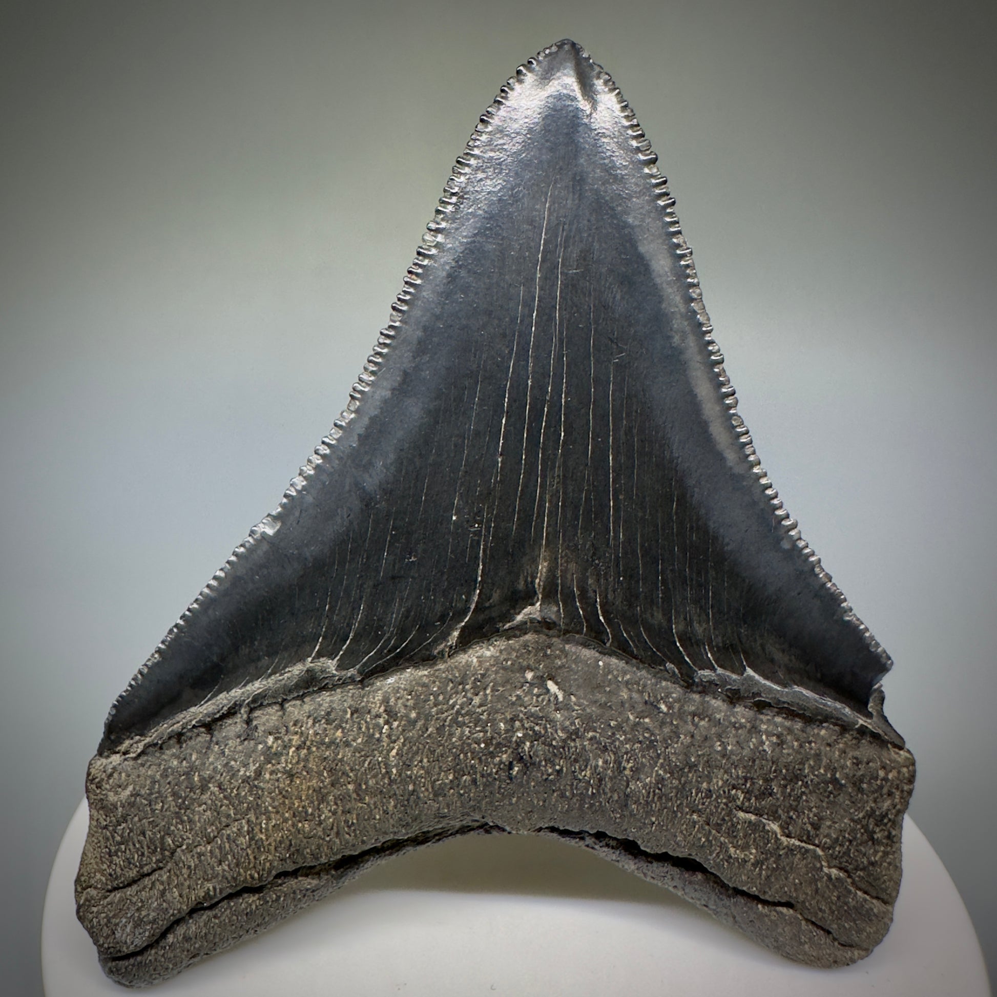 Colorful, serrated 2.83" Fossil Megalodon Shark Tooth from Georgia CM5229 - Back 