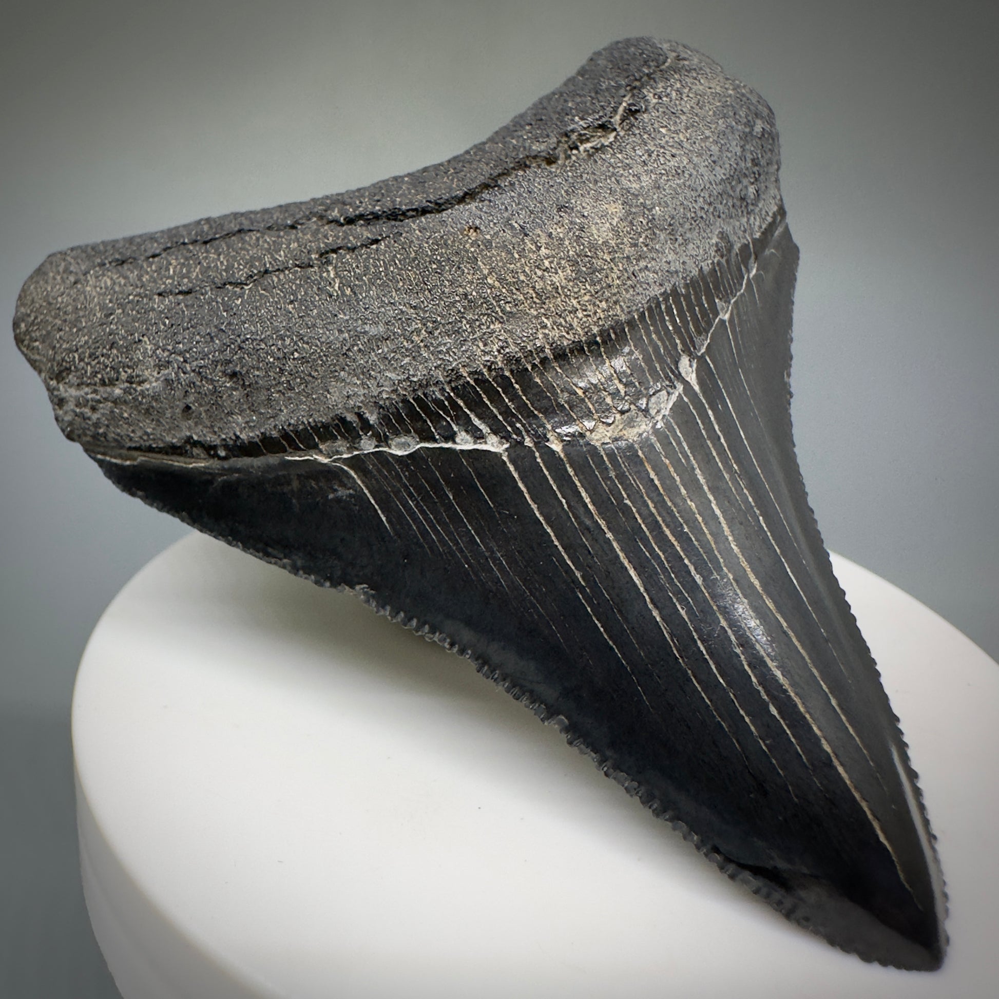 Colorful, serrated 2.83" Fossil Megalodon Shark Tooth from Georgia CM5229 - Front Left