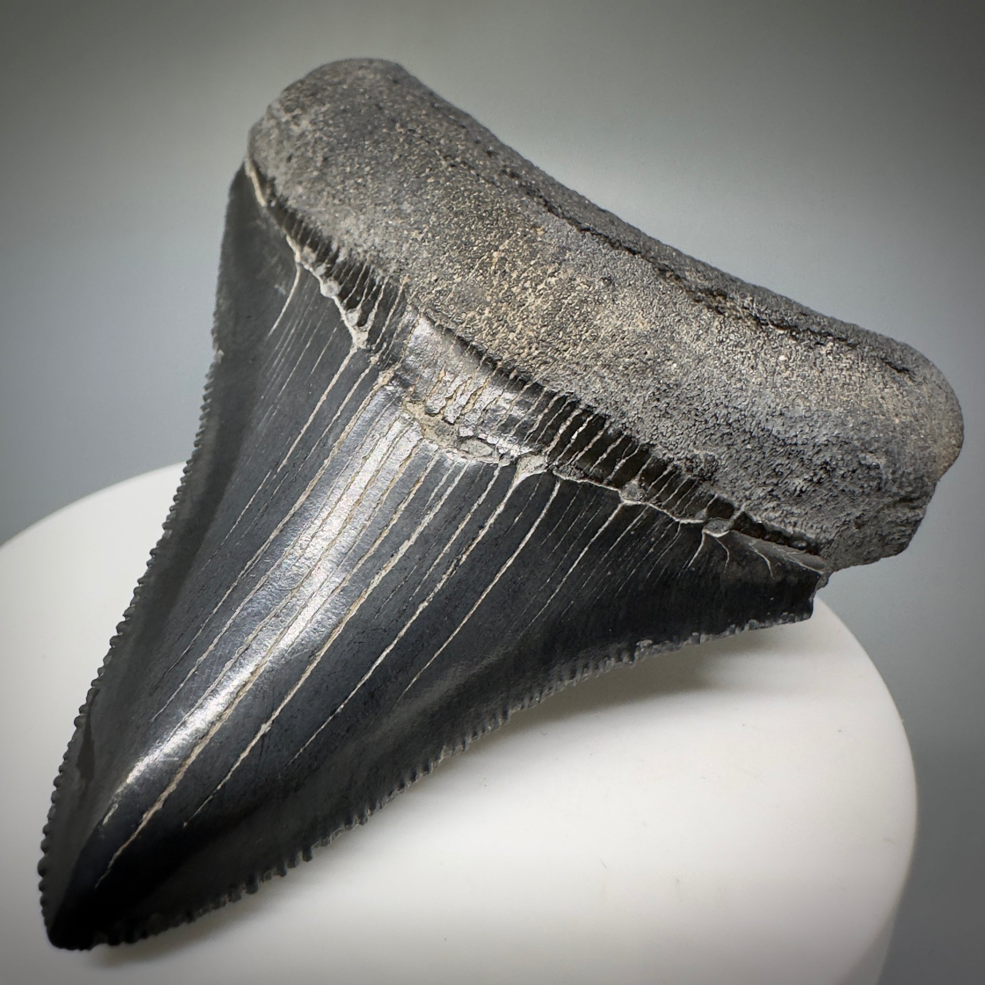 Colorful, serrated 2.83" Fossil Megalodon Shark Tooth from Georgia CM5229 - Front Right